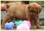 pupslibBD15052008 303